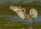 Reddish Egret - #WB091