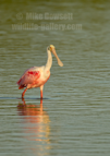 Roseate Spoonbill - #WB094