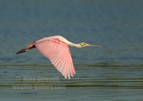 Roseate Spoonbill in flight - #WB089