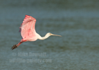 Roseate Spoonbill in flight - #WB088