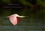 Roseate Spoonbill in flight - #WB087