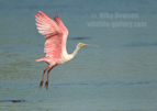 Roseate Spoonbill in flight - #WB086