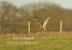 Short Eared Owl (SEO) in flight - #OW040