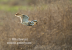 Short Eared Owl (SEO) in flight - #OW038