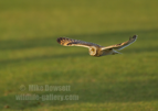 Short Eared Owl (SEO) in flight - #OW039