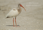 White Ibis - #WB098