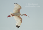 White Ibis in flight - #WB100