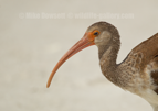Juvenile White Ibis Close Up - #WB099