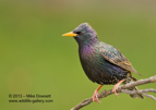 Pretty Starling - #GB002