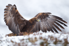 8 feet wide wing span, Golden Eagle - #EG023