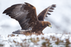 Scotland, Golden Eagle - #EG024