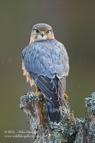 Merlin on a lovely perch - #RA010