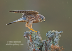 Beautiful Merlin on a lovely perch - #RA061