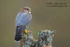 Merlin on a lovely perch - #RA009