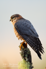 Merlin - #RA013
