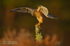 Merlin in sun light - #RA004