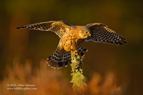 Merlin in sun light - #RA006