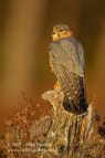 Merlin in sun light - #RA001