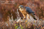 Merlin on its prey - #RA003