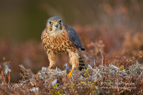 Merlin on its prey - #RA002