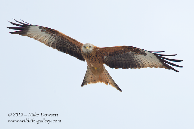 AE0J0664wRedKite