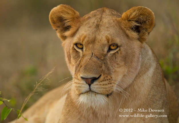 AE0J0970wAfricanLioness