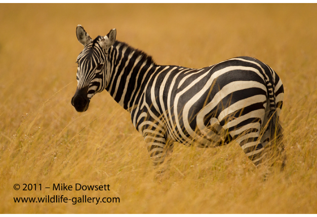 AE0J1312wZebra