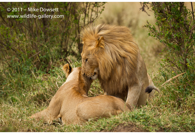 AE0J2034wLionsinLove