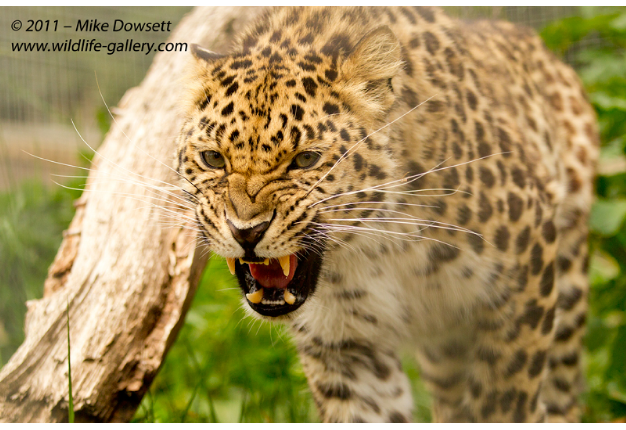 AE0J4074wAmurLeopard