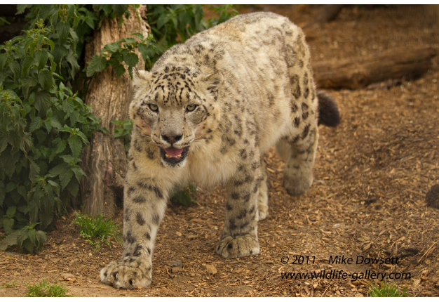 AE0J4637wSnowLeopard