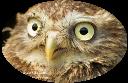 AE0J6834wLittleOwlCloseUp