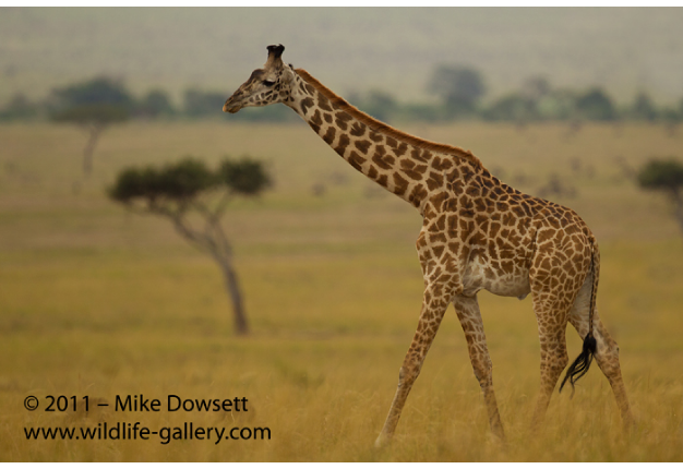 AE0J9816wGiraffe