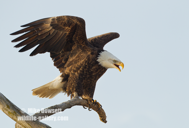 Bald Eagle calling
