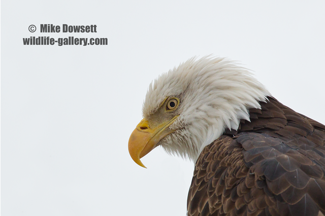 Bald Eagle Close Up