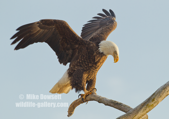 Bald Eagle Image