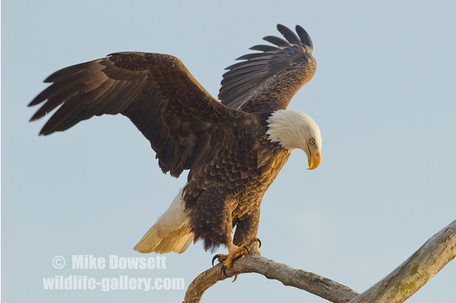 Bald Eagle Image