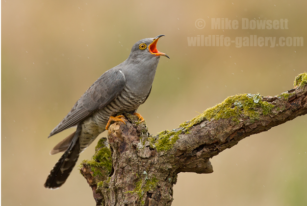 Cuckoo 18605w