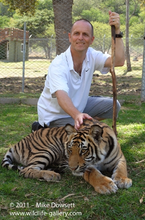 DSC0027aMikeTiger