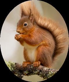 E0J5976wRedSquirrel