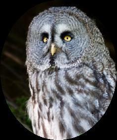 G9I6349wGreatGreyOwl