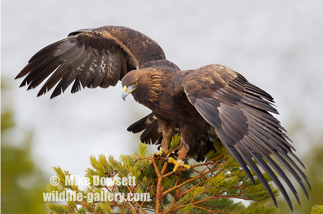 Golden Eagle with wings spread 8049
