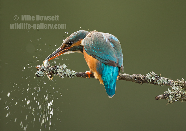 Kingfisher smacking a fish 19927w