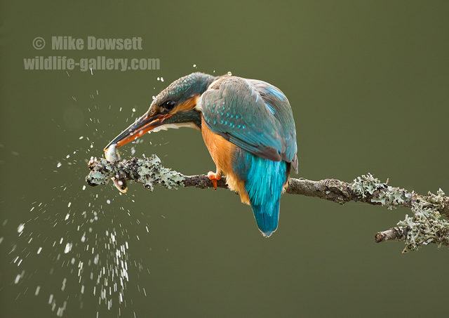 Kingfisher smacking a fish 19927