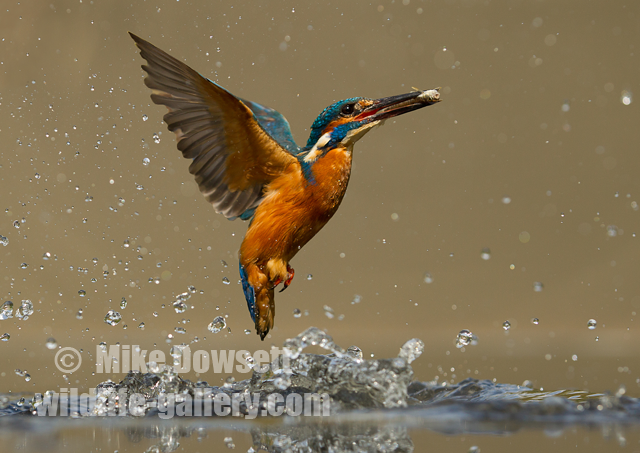 Kingfisher with a fish 2392