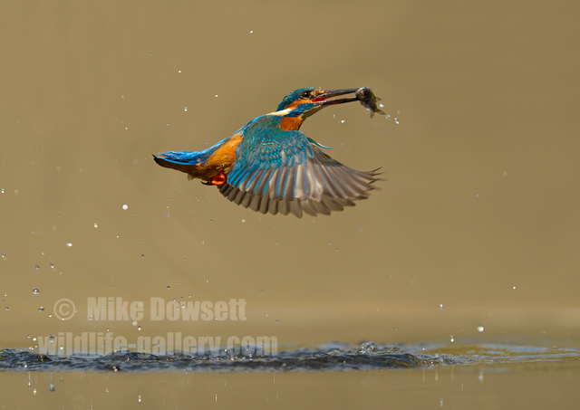 Kingfisher with a fish 2391w