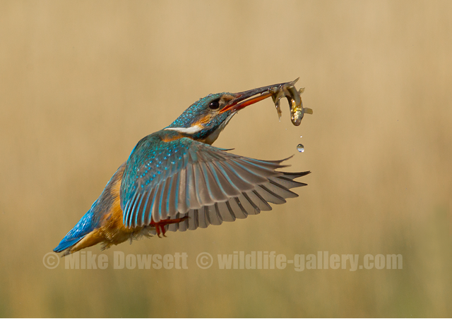 Kingfisher with a fish