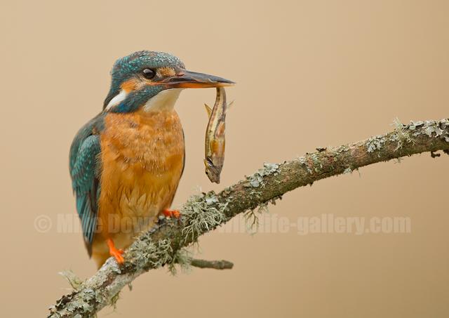Kingfisher with a Fish 0698