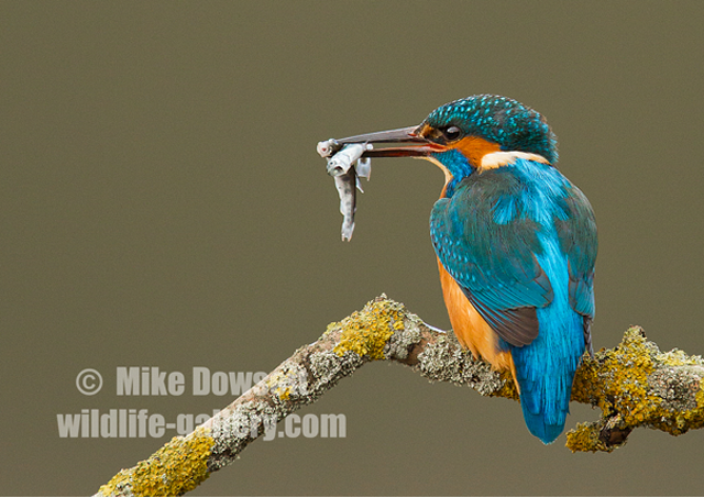 Kingfisher with two fish 4871