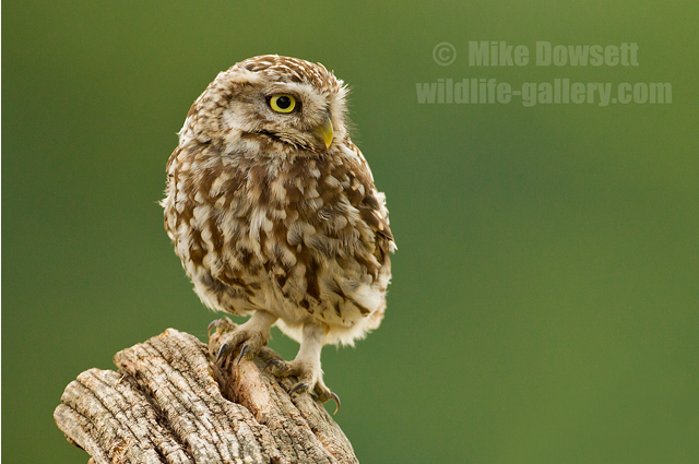 Little Owl 7623w