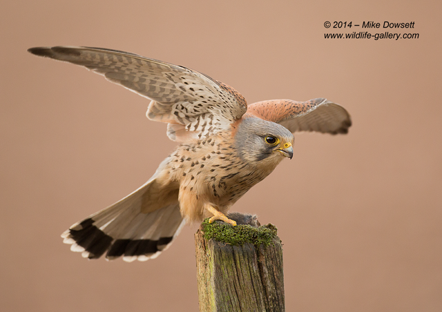 Male Kestrel 19302w